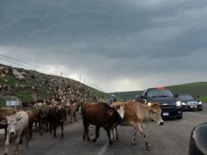 Hayvanlar Bile Yollarını Trafiğe Kapadı!