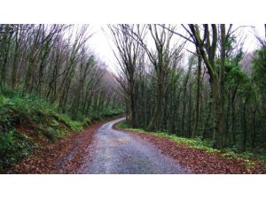 İSTANBUL ORMANLARINDA BİR YAĞMA SKANDALI DAHA