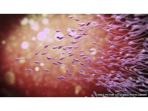 SPERM KITLIĞI BAŞLADI