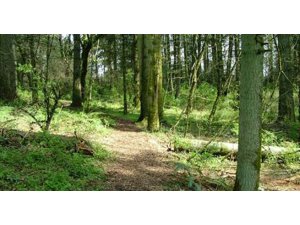 ORMANDA SEKS ŞİKAYETİ