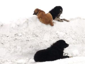 Atlardan Sonra Köpekler de Ölüme Terkedildi