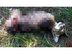 KEDİYİ İŞKENCE EDEREK ÖLDÜRDÜLER