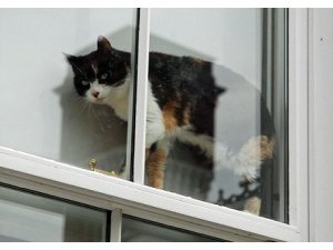 PSİKOPAT KEDİ AİLEYİ REHİN ALDI