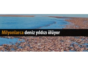MİLYONLARCA DENİZYILDIZININ GİZEMLİ ÖLÜMÜ