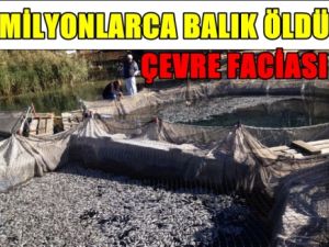 Milyonlarca Balık Öldü