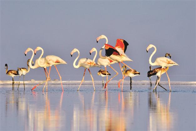 TUZ GÖLÜ'NDE FLAMİNGOLAR ÜREYEMEDİ