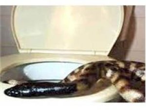 KLOZETTEN PİTON YILANI ÇIKARSA