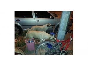 SOKAK KÖPEKLERİ DEHŞET SAÇTI!