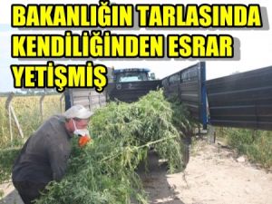 Bakanlığın Arazisinde 1 Milyon 300 Kök Esrar Bitkisi