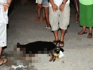 18 KÖPEĞİN ZEHİRLENMESİ TATİLCİLERİ SOKAĞA DÖKTÜ