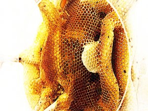 BU HEYKELLERİ ARILAR YAPTI