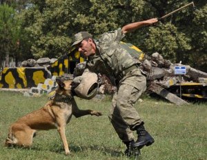 BOMBA AVCISI KÖPEKLER NEFES KESTİ