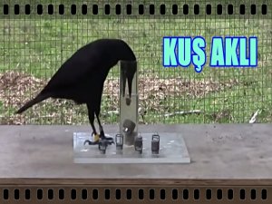 BU KARGA AKP'YE OY VERİR Mİ?