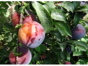 O KÖY CUMHURBAŞKANLIĞI SEÇİMİNİ BOYKOT EDİYOR