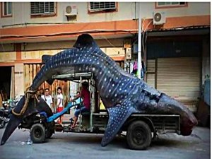 2 TONLUK KÖPEKBALIĞI YAKALADILAR