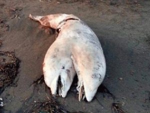 İZMİR'DE ÇİFT BAŞLI YUNUS ŞOKU