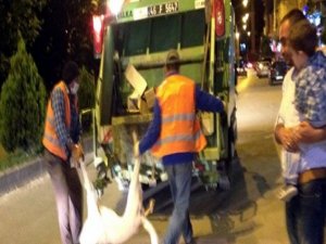 AKP'Lİ BELEDİYE KÖPEKLERİ BÖYLE KATLEDİYOR