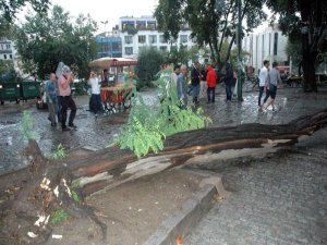 FIRTINA AĞAÇ DEVİRDİ 2 YARALI!