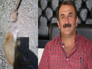 BAŞKANA KESİK BAŞLI KEDİYLE TEHDİT