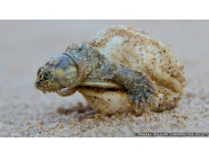 KAPLUMBAĞALAR KONUŞUYOR İŞTE O İLGİNÇ KEŞİF