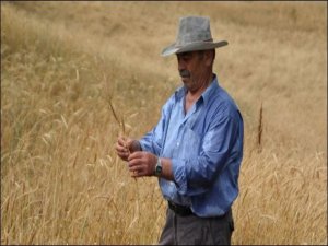 KUŞLAR GERİ GELSİN DİYE EKİNLERİ BİÇMİYORLAR