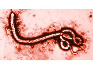 EBOLA TEDAVİSİNDE SEVİNDİREN GELİŞME