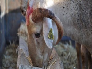 DİYANET'TEN KREDİLİ KURBAN FETVASI