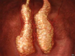 İNSAN YEDEK PARÇA FABRİKASI GERÇEK OLUYOR