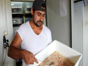 ÇEKİRGE VE HAMAM BÖCEĞİ SATIŞLARI PATLADI