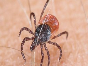 KENEDEN ÖLÜM İŞ KAZASI SAYILDI