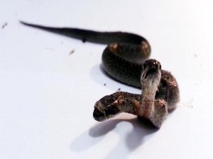 ÇİFT BAŞLI YILAN HEYECAN YARATTI