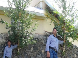 GÖRENLERİ HAYRETE DÜŞÜREN AĞAÇ