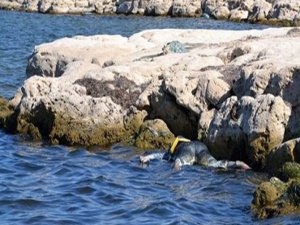 2 GÜNDE 38 CESET SAHİLE VURDU