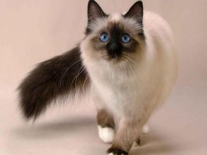 9 YIL BOYUNCA İKİ AİLENİN KEDİSİ OLMUŞ