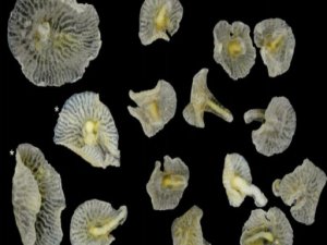 TÜRÜ BELİRLENEMEYEN CANLI BİLİM İNSANLARINI ŞAŞIRTTI