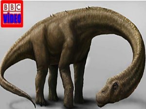 DÜNYANIN EN BÜYÜK HAYVAN FOSİLİ UÇAKTAN BÜYÜK