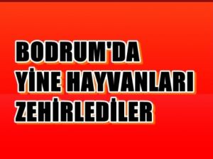 Hayvanları zehirlediler !