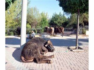 KURBAN TAŞIYAN TIR DEVRİLDİ
