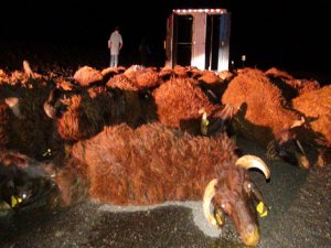 TRAFİK KAZASI: 100 KURBANLIK KOYUN TELEF OLDU