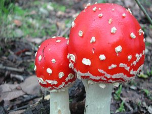 DEPRESYONDA OLAN BU SİHİRLİ MANTARI OKUSUN