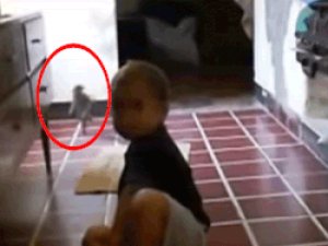 DÜNYA, İLGİNÇ YARATIĞIN VİDEOSUYLA SARSILDI