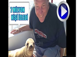 YAVRU DENİZ ASLANI YÜZMEKTEN YORULUNCA BAKIN NE YAPTI