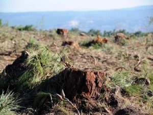 ÇANAKKALE'NİN EN GÜZEL ORMANI KESİLDİ