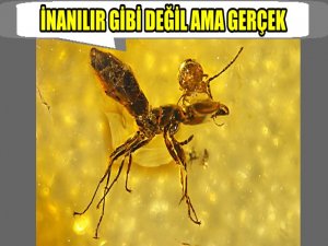 BU KARINCA 50 MİLYON YAŞINDA