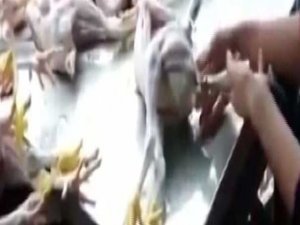 ŞİŞİRİLMİŞ PİLİÇLER DEHŞETE DÜŞÜRDÜ