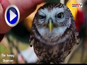 HAYVAN SEVMEYENLER İZLESİN