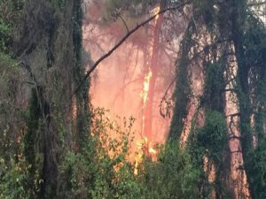 MARMARİS  VE ANTALYA'DA ORMAN YANGINLARI