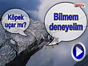 PARAŞÜTLE ATLAYAN KÖPEK