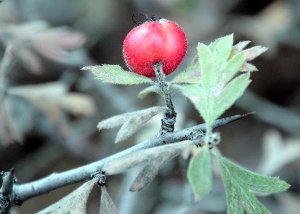 HİTİTLERİN KUTSAL MEYVESİ ŞİFA OLUYOR