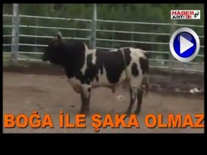 BOĞAYI KIZDIRMANIN HAZİN SONU